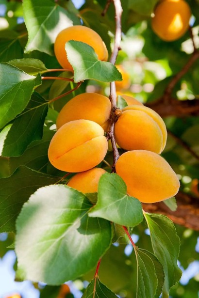 Абрикос ананасовий ‘Дарій’|Prunus armeniaca ‘Darii’|Абрикос ананасовый ‘Дарий’